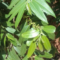 Casearia tomentosa subsp. reducta Verdc.